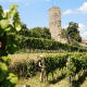 2018 Bio Rotwein Cuvée-tyyp-werky