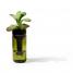 Self Watering Bottle - Glas grün-side by side-werky