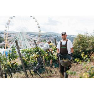 2022 Bio 5 Wingert Riesling trocken-tyyp-werky