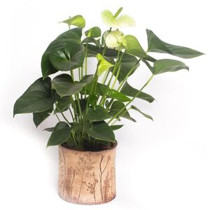 Übertopf floral Blumenwiese-Manufaktur Martinshof-werky